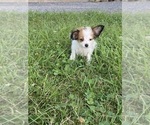 Small #6 Papillon