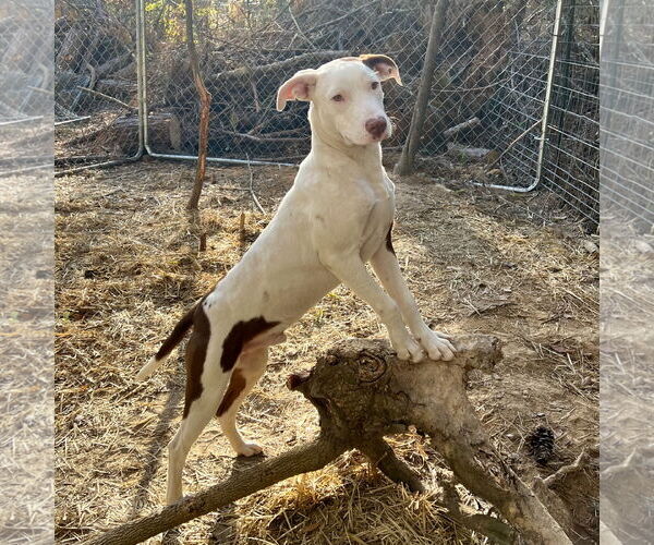 Medium Photo #6 Pointer-Unknown Mix Puppy For Sale in McCormick, SC, USA