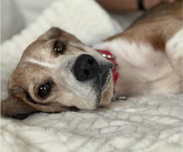 Medium Photo #2 Beagle-Unknown Mix Puppy For Sale in Dunnellon, FL, USA