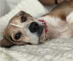 Small #1 Beagle Mix