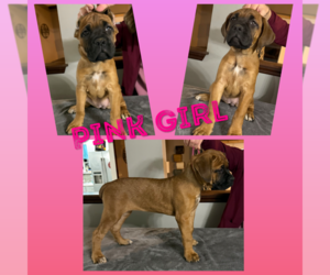 Cane Corso Puppy for Sale in DANVILLE, Illinois USA