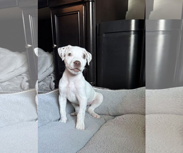 Medium Photo #1 Mutt Puppy For Sale in Euless, TX, USA