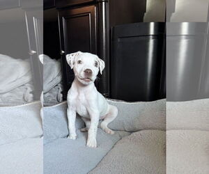 Mutt Dogs for adoption in Euless, TX, USA