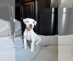 Small Mutt