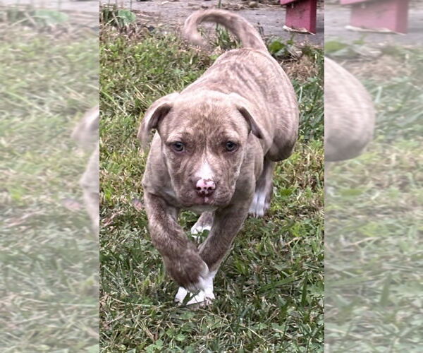 Medium Photo #8 American Pit Bull Terrier-Unknown Mix Puppy For Sale in Brewster, NY, USA
