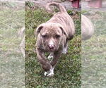 Small #7 American Pit Bull Terrier Mix