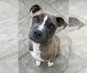 Hatcher (GA) - Male Boxer-Unknown Mix Dog for Adoption - Photo #2