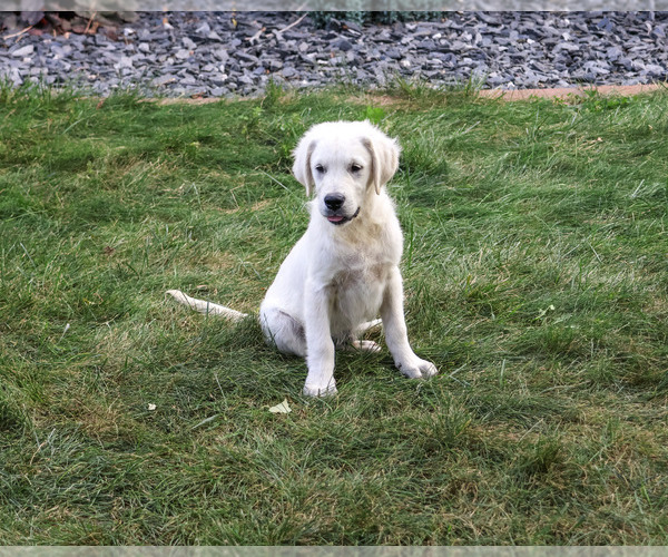 Medium Photo #4 Golden Retriever Puppy For Sale in SYRACUSE, IN, USA