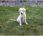 Turbo - Male Golden Retriever Puppy for Sale - Photo #4