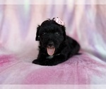 Small Aussiedoodle Miniature 