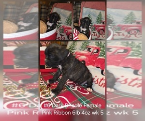 Boxer Puppy for sale in LINN GROVE, IN, USA