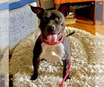 Small #14 American Pit Bull Terrier Mix