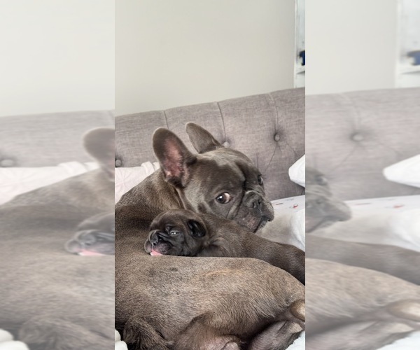 Medium Photo #9 French Bulldog Puppy For Sale in CLERMONT, FL, USA