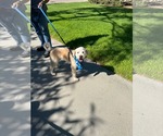 Small #7 Golden Retriever Mix