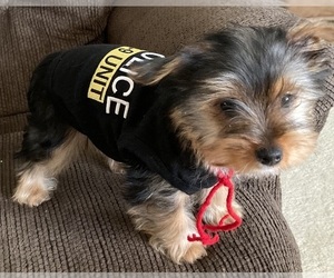 Yorkshire Terrier Puppy for sale in OAK LAWN, IL, USA