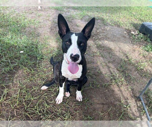 Medium Photo #2 Mutt Puppy For Sale in Ocala, FL, USA