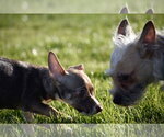 Small Photo #11 Cairn Terrier-Unknown Mix Puppy For Sale in Arlington, WA, USA