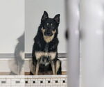 Small #4 Mutt