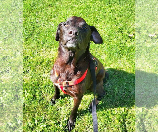 Medium Photo #12 Labrador Retriever-Unknown Mix Puppy For Sale in Germantown, OH, USA