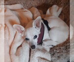 Lizzy - sweet, sweet senior - Female Chihuahua Dog for Adoption - Small photo