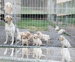 Puppy yellow male 3 Labrador Retriever