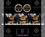 Puppy Sienna Yorkshire Terrier