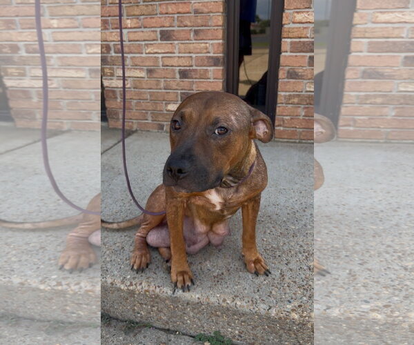Medium Photo #1 American Pit Bull Terrier-Unknown Mix Puppy For Sale in Jackson, MS, USA