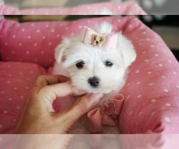 Medium Photo #10 Maltese Puppy For Sale in TAMPA, FL, USA