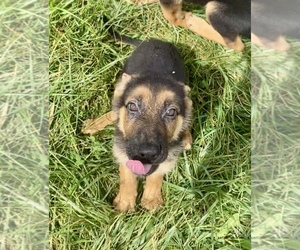 German Shepherd Dog Puppy for sale in RIGA, MI, USA