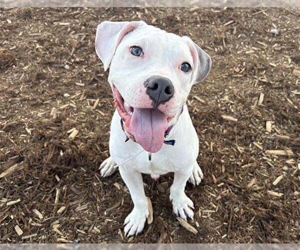 Medium Photo #1 American Pit Bull Terrier Puppy For Sale in Denver, CO, USA