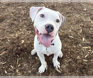 American Pit Bull Terrier Dogs for adoption in Denver, CO, USA