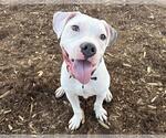 Small American Pit Bull Terrier