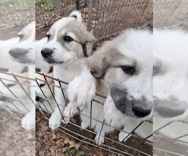 Medium Photo #30 Great Pyrenees Puppy For Sale in BANCROFT, WI, USA