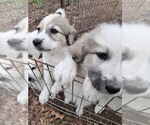 Small Photo #30 Great Pyrenees Puppy For Sale in BANCROFT, WI, USA