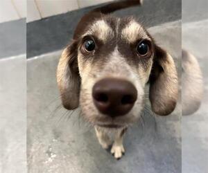 Dachshund-Unknown Mix Dogs for adoption in San Antonio, TX, USA