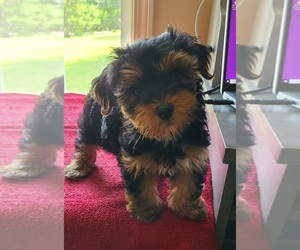 YorkiePoo Puppy for sale in FOUR OAKS, NC, USA