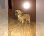 Small Photo #8 -Yorkshire Terrier Mix Puppy For Sale in LAPEER, MI, USA