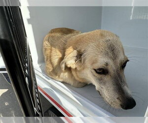 Labrador Retriever-Unknown Mix Dogs for adoption in Houston, TX, USA