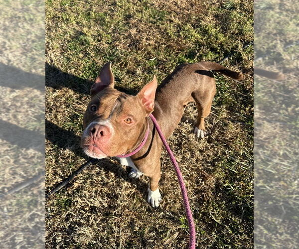 Medium Photo #4 Mutt Puppy For Sale in Evansville, IN, USA