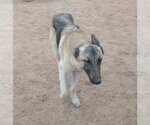 Small Photo #7 German Shepherd Dog-Unknown Mix Puppy For Sale in Apple Valley, CA, USA