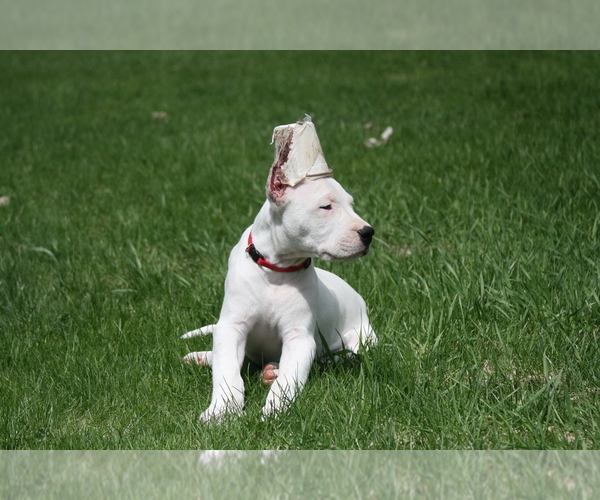 Medium Photo #6 Dogo Argentino Puppy For Sale in BRUCE, WI, USA
