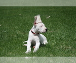 Small #5 Dogo Argentino