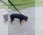 Small Rottweiler