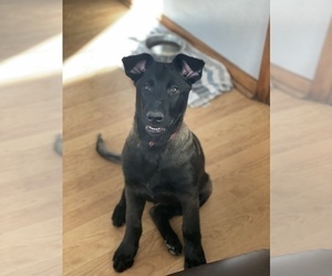 Belgian Malinois Puppy for sale in CASCADE, WI, USA
