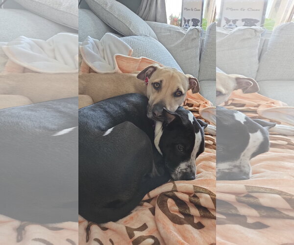 Medium Photo #6 Black Mouth Cur-Labrador Retriever Mix Puppy For Sale in Rockaway, NJ, USA