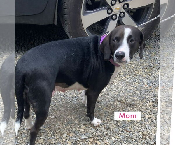 Medium Photo #3 Beagle-English Springer Spaniel Mix Puppy For Sale in Pottstown, PA, USA
