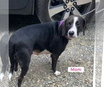 Small #2 Beagle-English Springer Spaniel Mix