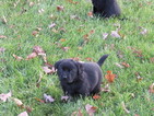 Small Photo #13 Labrador Retriever Puppy For Sale in FORT RECOVERY, OH, USA