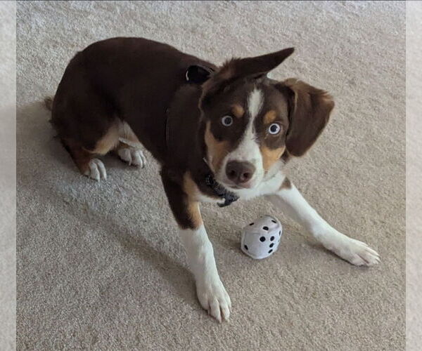 Medium Photo #2 Border-Aussie Puppy For Sale in Princeton, MN, USA