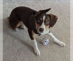 Small #1 Border-Aussie